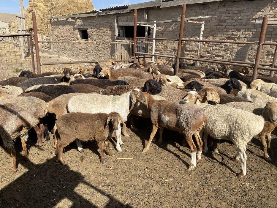 150 бас ургашы койлар сатылады