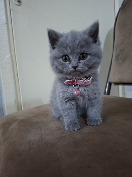 Sotiladi skotish qiz bir yarim oylik