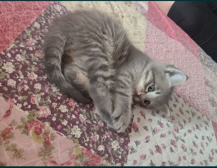 Продается котяты!