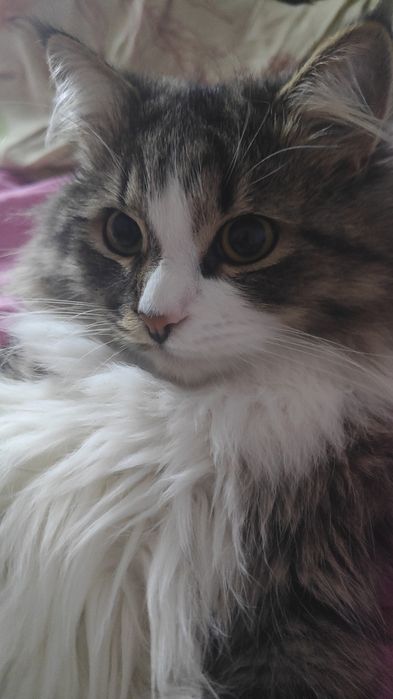 Пропал наш котик