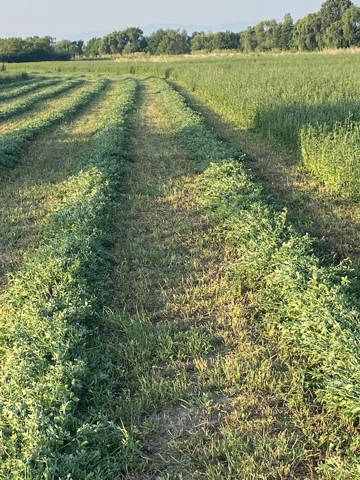 Рулонки ечимична