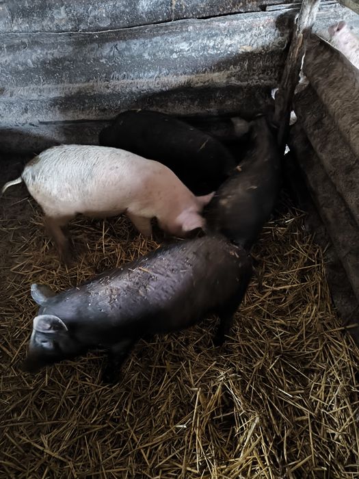 Продавам малки прасенца