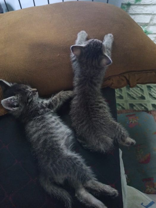 Отдам котят в хорошие руки