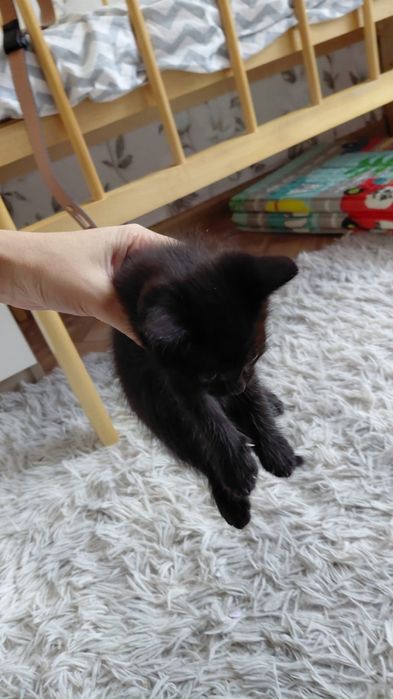 Отдам котят можно всех с кошкой