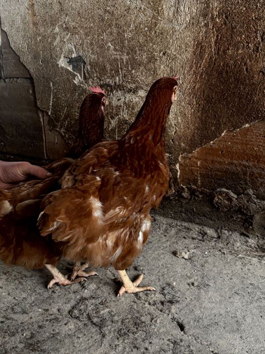 Продавам кокошки носачки