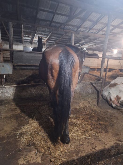 Vand o iapa manz si manza