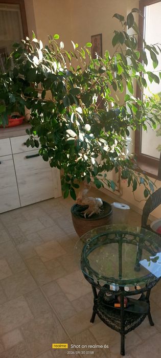 Фикус микрокарпа (Ficus microcarpa)