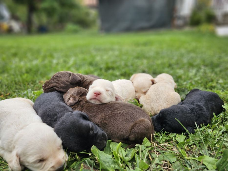 Подарявам кученца Лабрадор