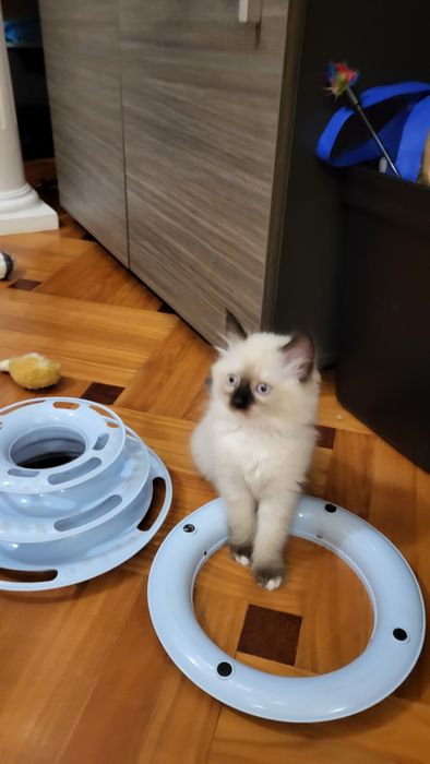 Котенца Регдол – 7 пухкави бебета почти на 3 месеца