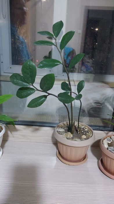 Долларовое дерево.