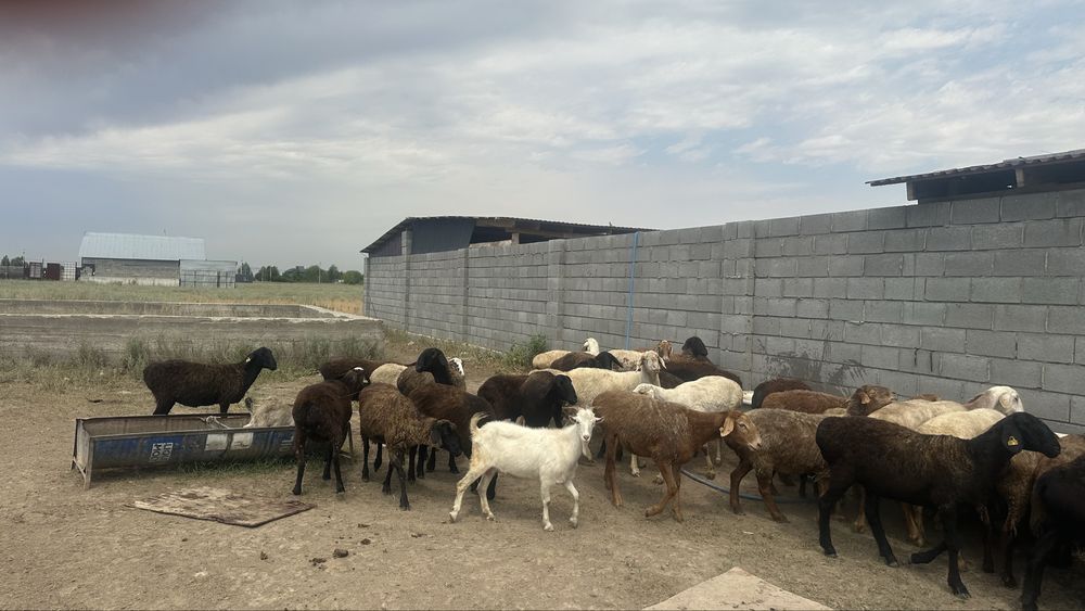 Овцы, бараны срочно продам