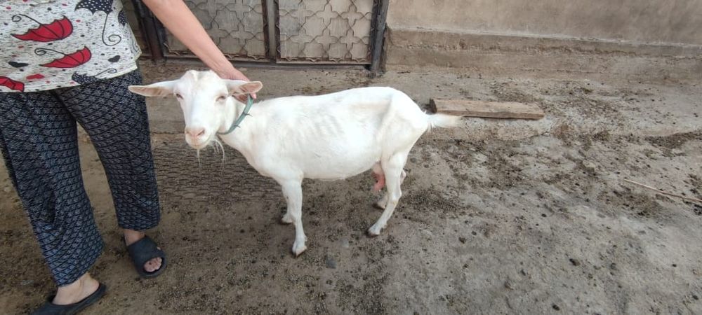 Продаются зааненские козы