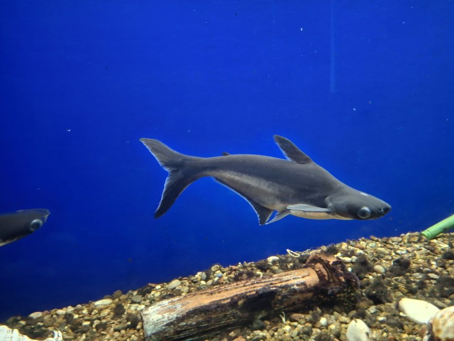 Продаю аквариумные рыбки