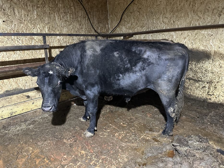 Ангуст бұқа сатылады