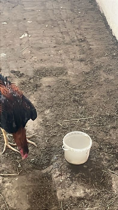 Продам даканы разные цены