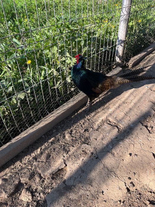 Vând fazani și ouă de fazani.