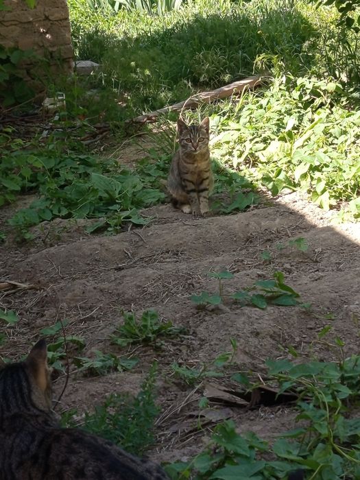 Отдам даром кошек хорошые добрые руки