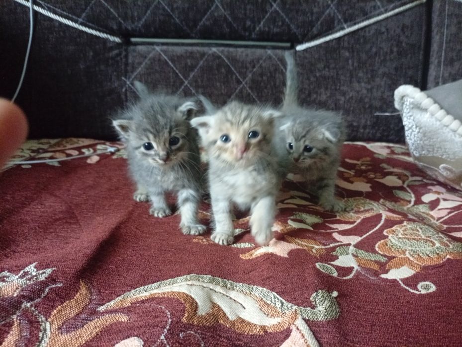 Котята маленькие