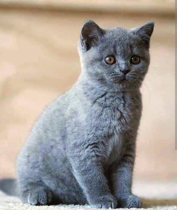 Британские Котята