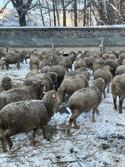Кобылы бараны с откорма
