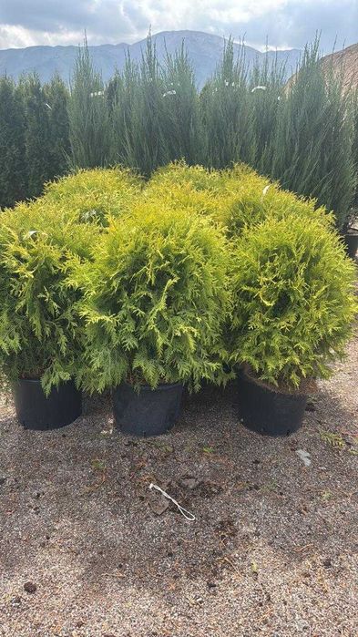 Превратим участок в оазис: Современный Дизайн, Посев Газона и Посадка