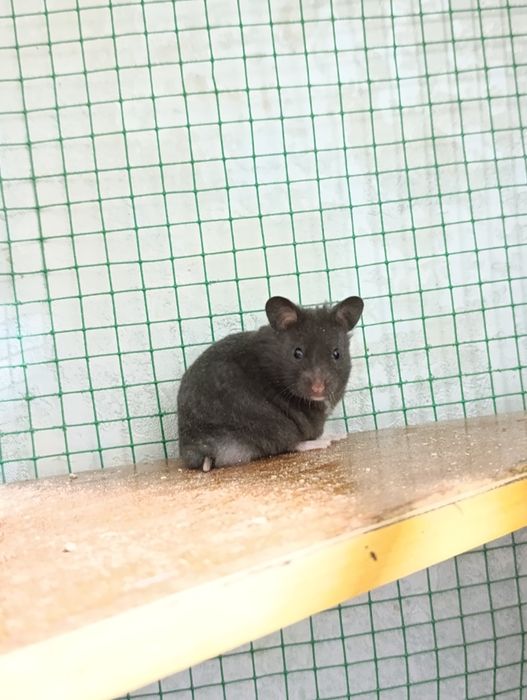 Hamyak Sirinskiy sotiladi