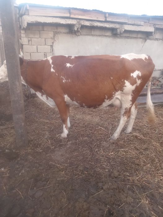 Продам молочную корову