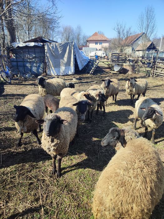 De vânzare oi rasa de carne