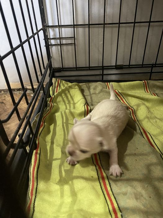 Продаются щенки ЧихуаХуа