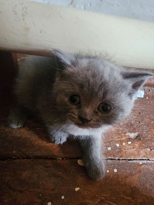 Toza qonli Scottish fold va straytlar sotiladi