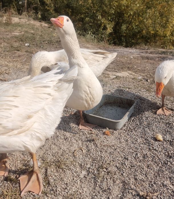 Продаются домашние гуси