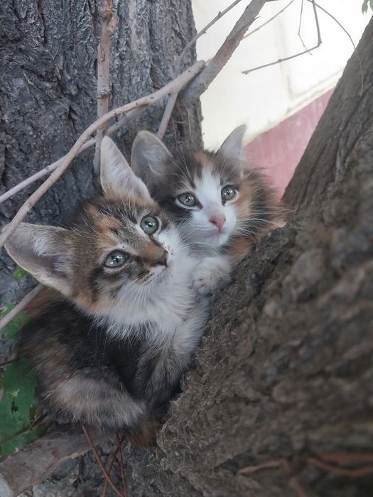 Две кошечки ,трехцветные