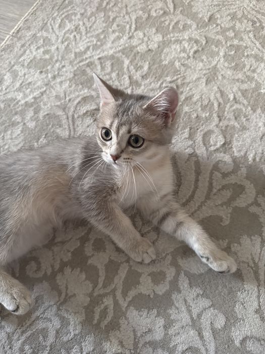Продается кошка британский девочка