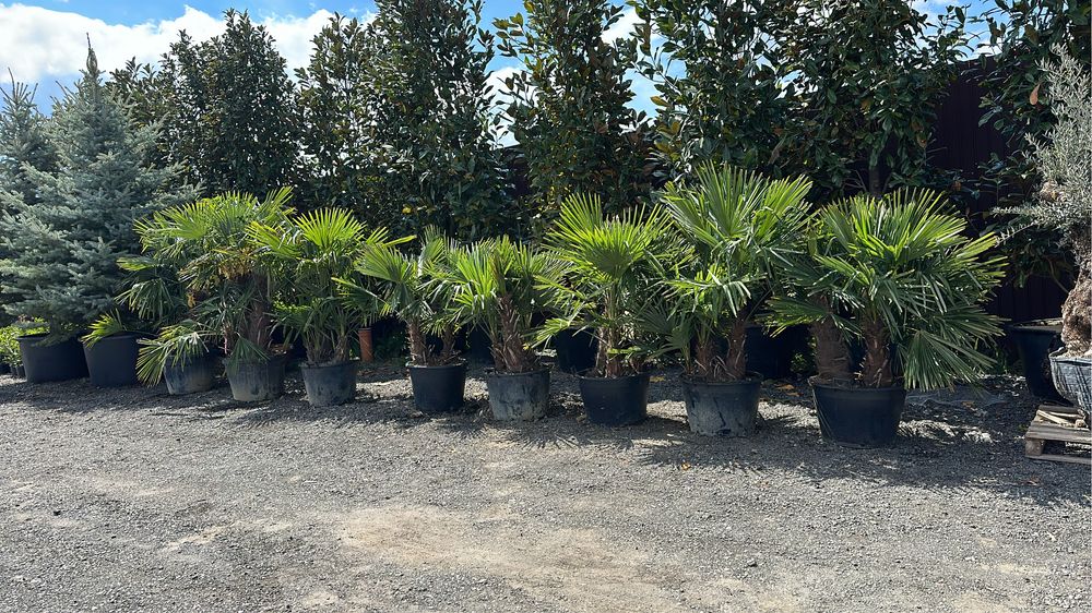 Tuia brazi catalpa artari tei mesteacan maslini pom-pom spirale bosai