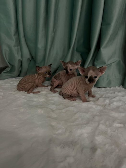 Вязка сфинкса Донской, Канадский