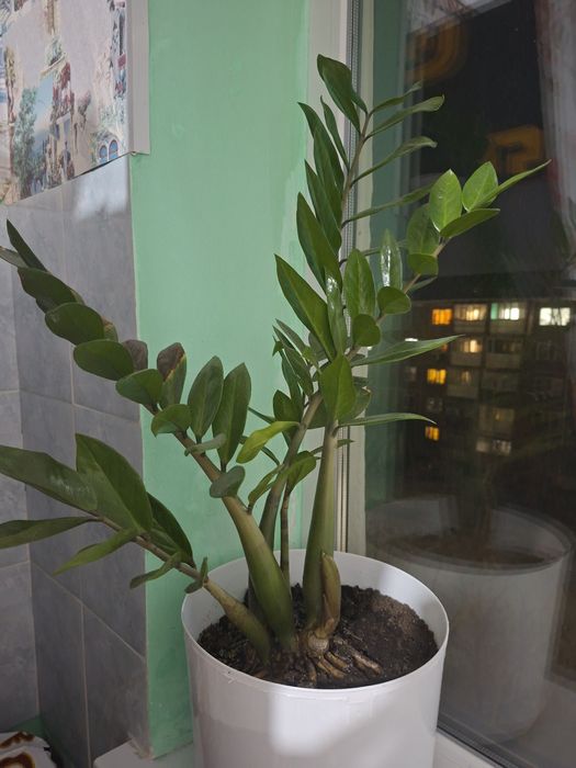 Цветы домашний  домашний