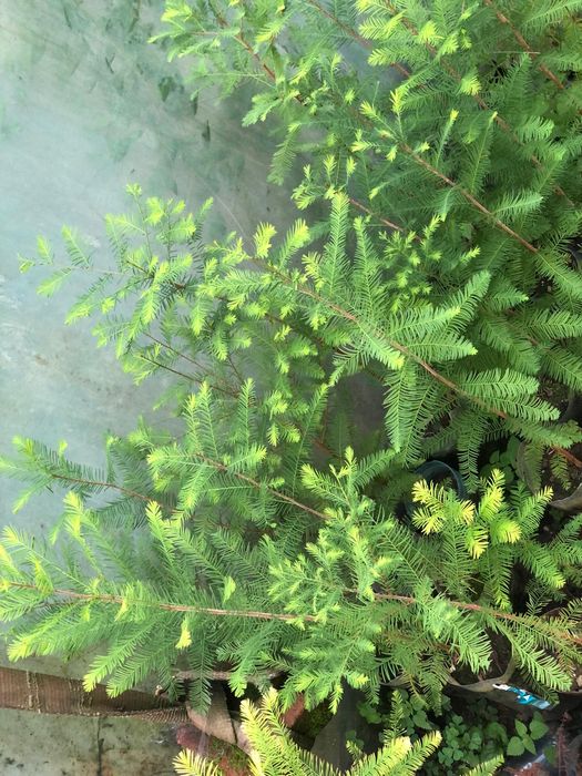 Chiparos de balta-Taxodium distichum si alte specii ornamentale