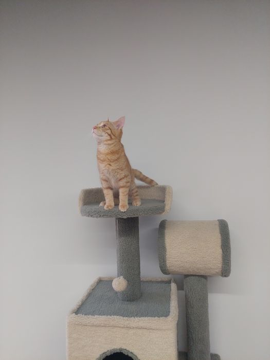 Котенок мальчик, вакцинирован,  имеет паспорт. Ташкент