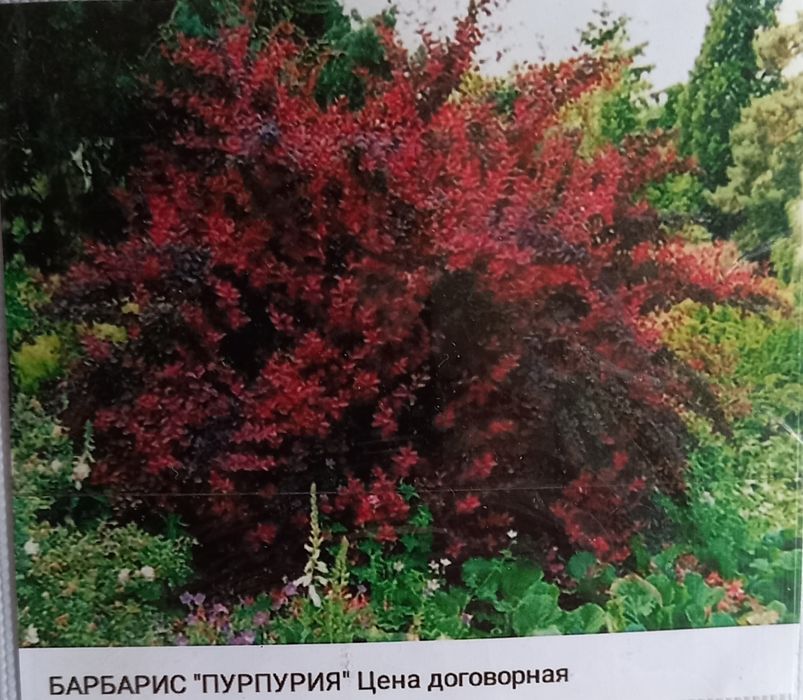 Дубовые и можевеловые веники.