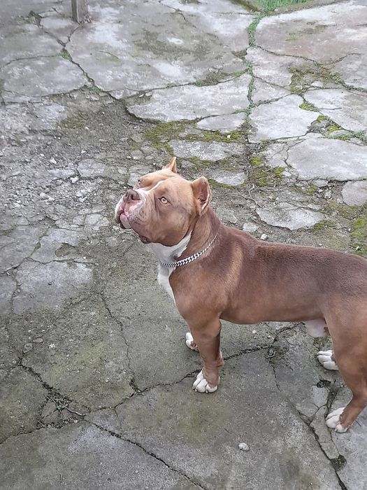 Американско були покет