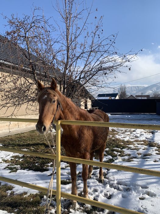Жуас минги семиз  бие сатылады