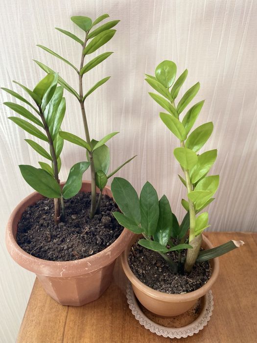 Замиокулькас обыкновенный