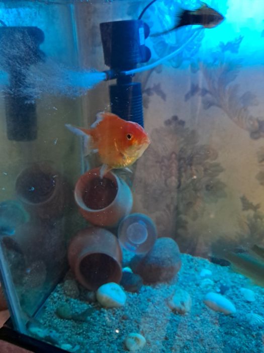 Parta stol stul arzon narxlarda