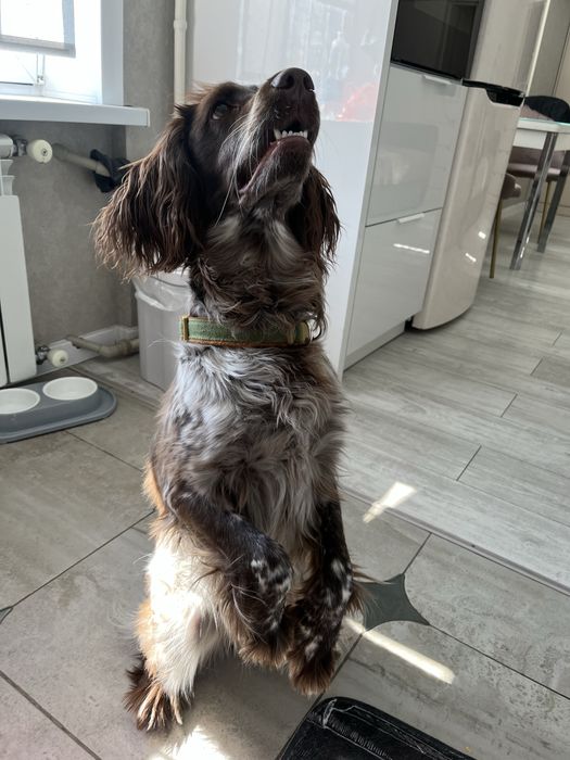 Выгул собак - район Молодежки, Астана