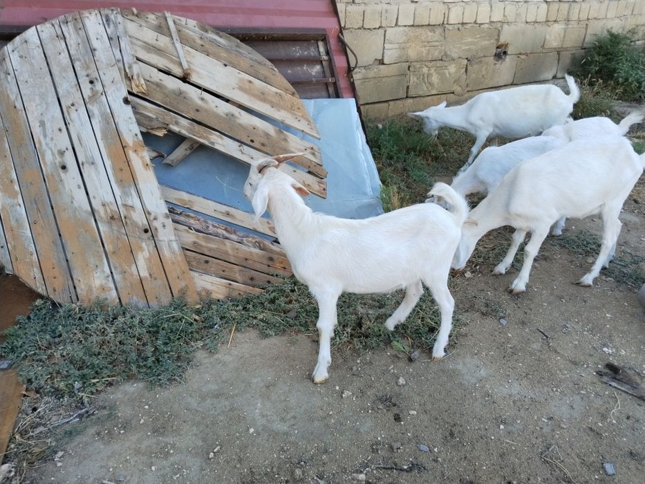 Коза ешкі  лақ занен