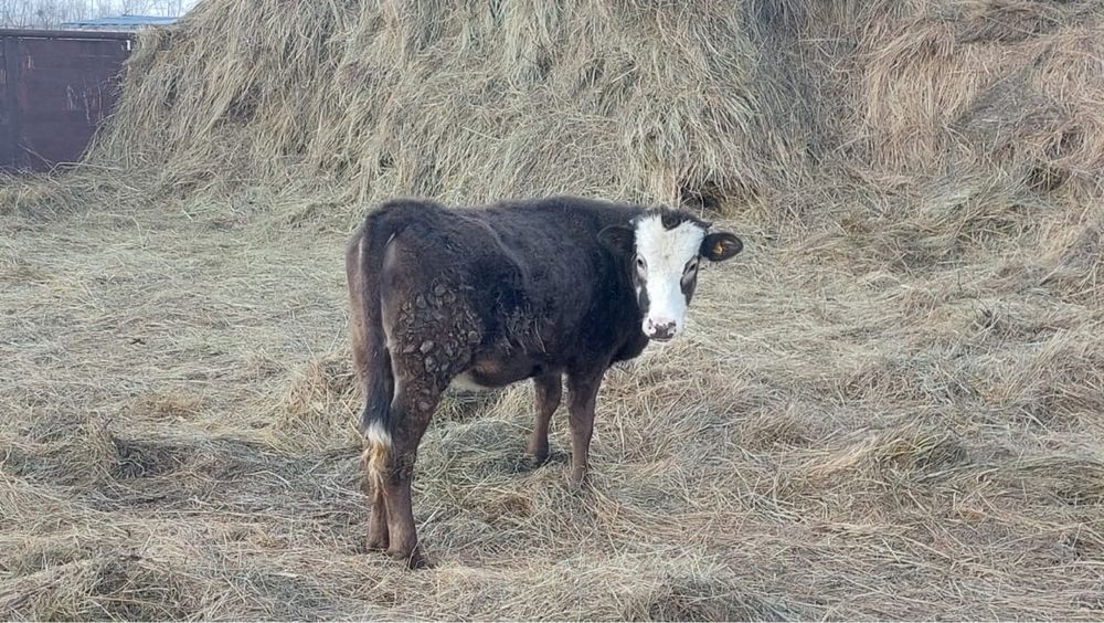 Продам телеочек возраст годовалый