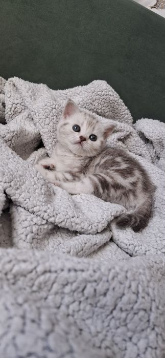 Британские котята