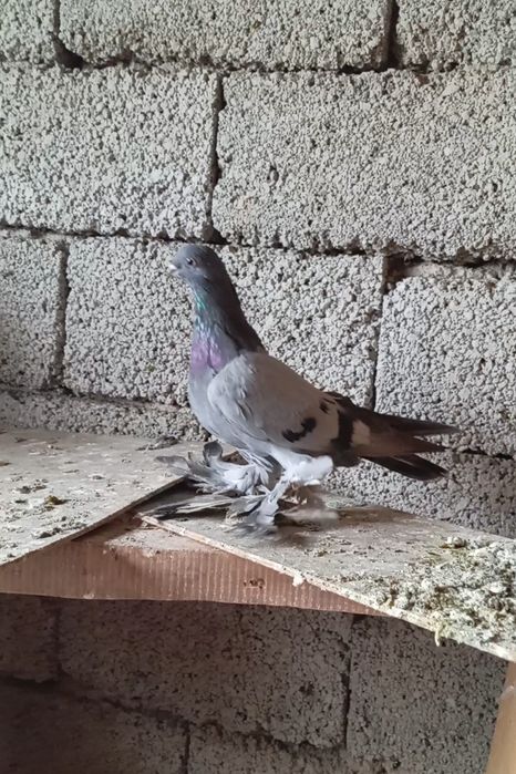 Голуби животные птицы