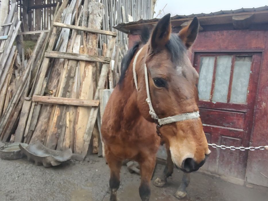 DE NERATAT! Vind cal , iapă merge și trage foarte bine!