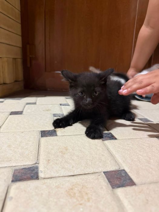 Продаетца котенки